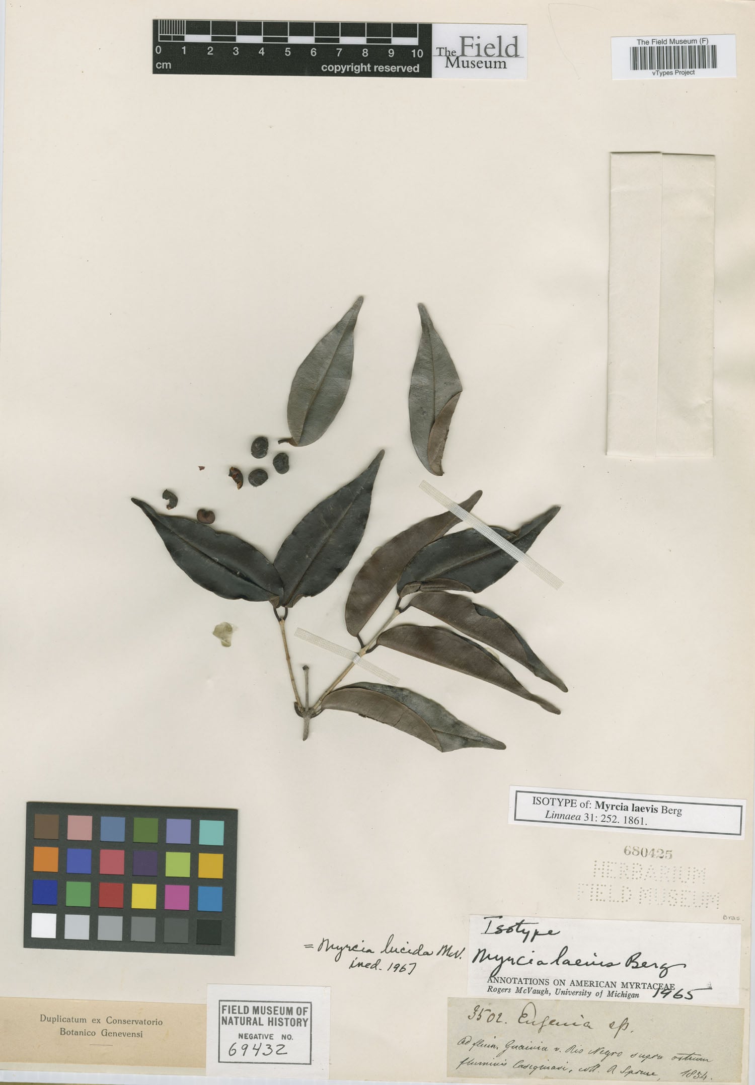 Myrcia lucida