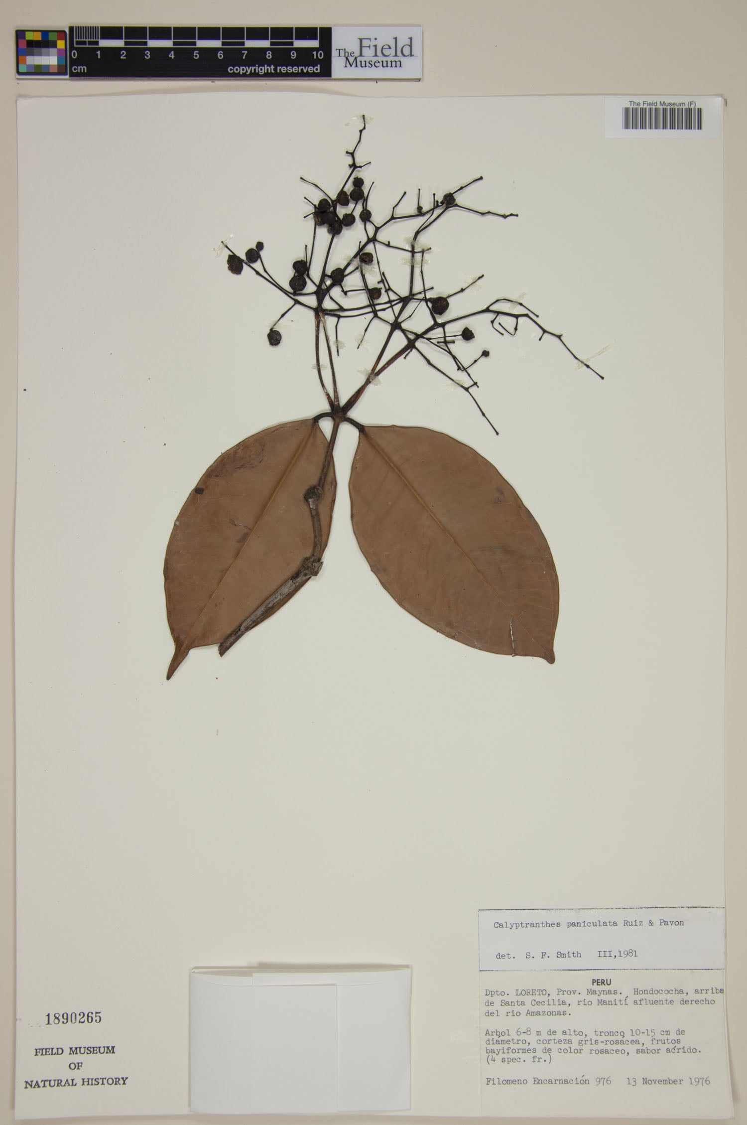 Myrcia megapaniculata (Paniculate lidflower) — photo