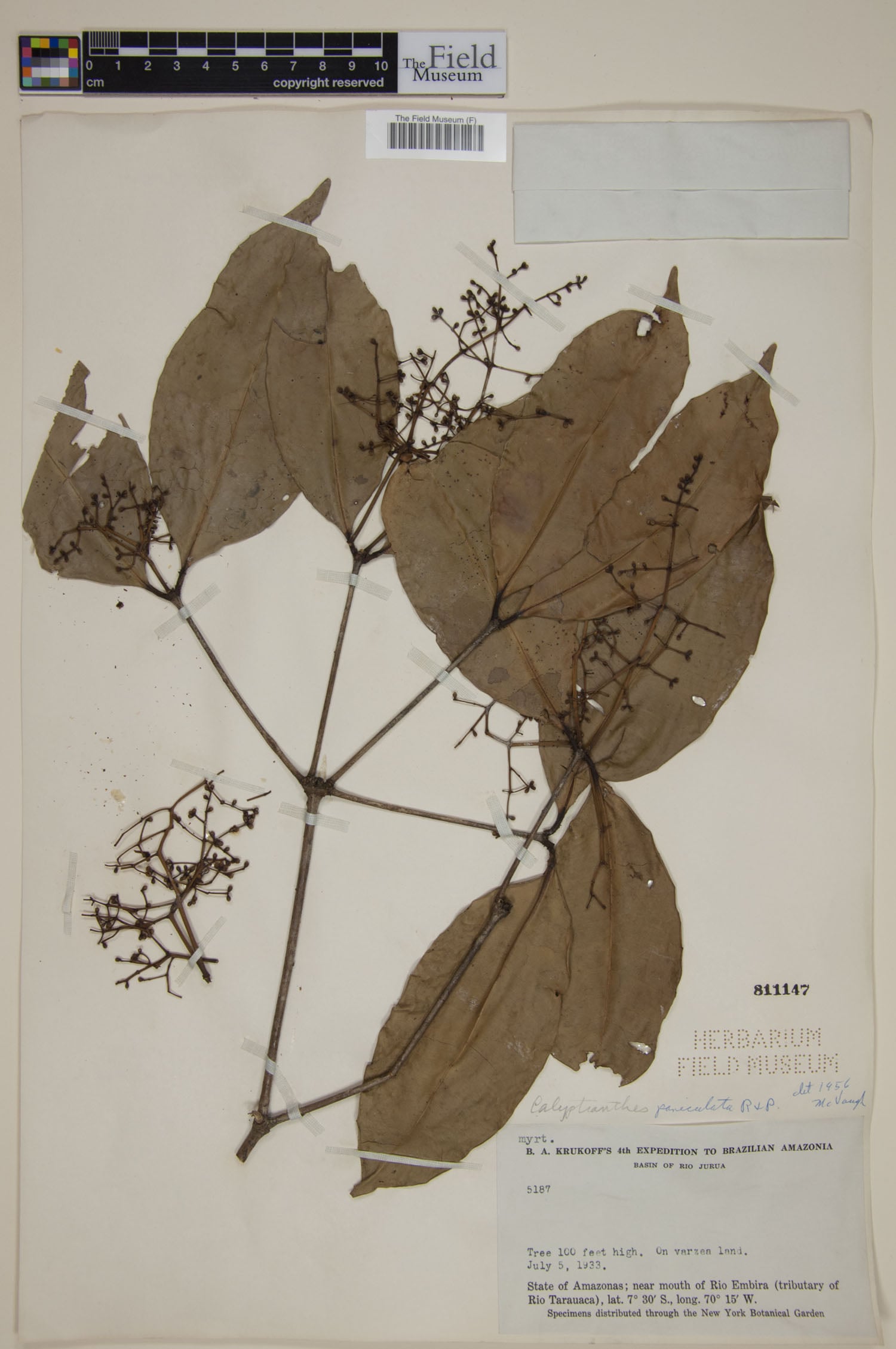 Myrcia megapaniculata (Paniculate lidflower) — photo