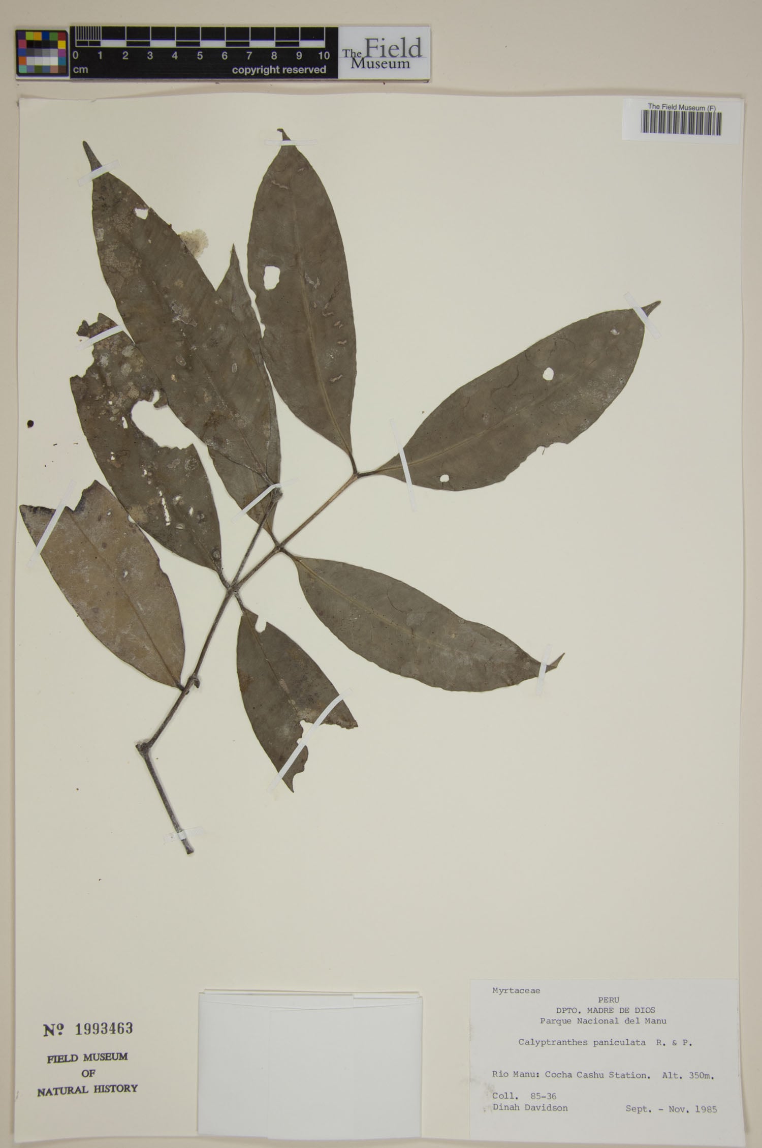 Myrcia megapaniculata