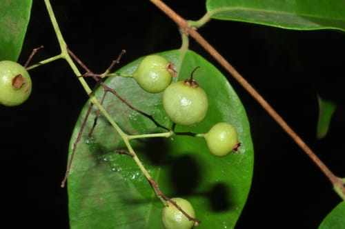 Myrcia multiflora — photo