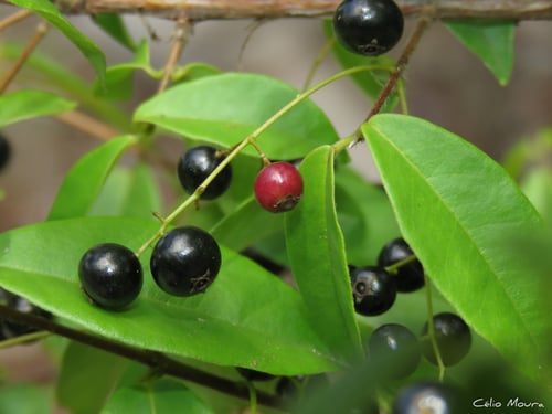 Myrcia multiflora
