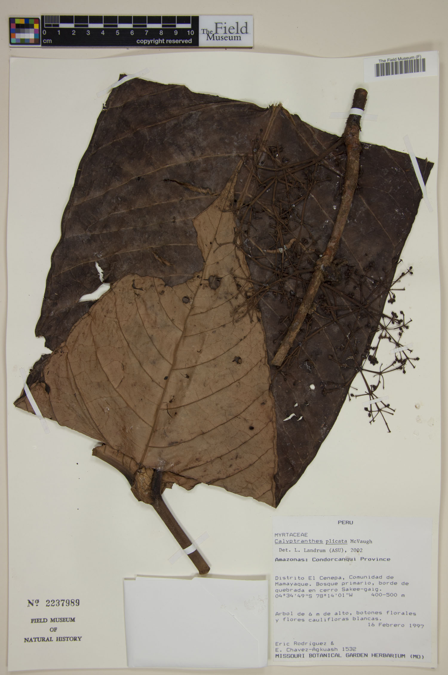 Myrcia plicata — photo