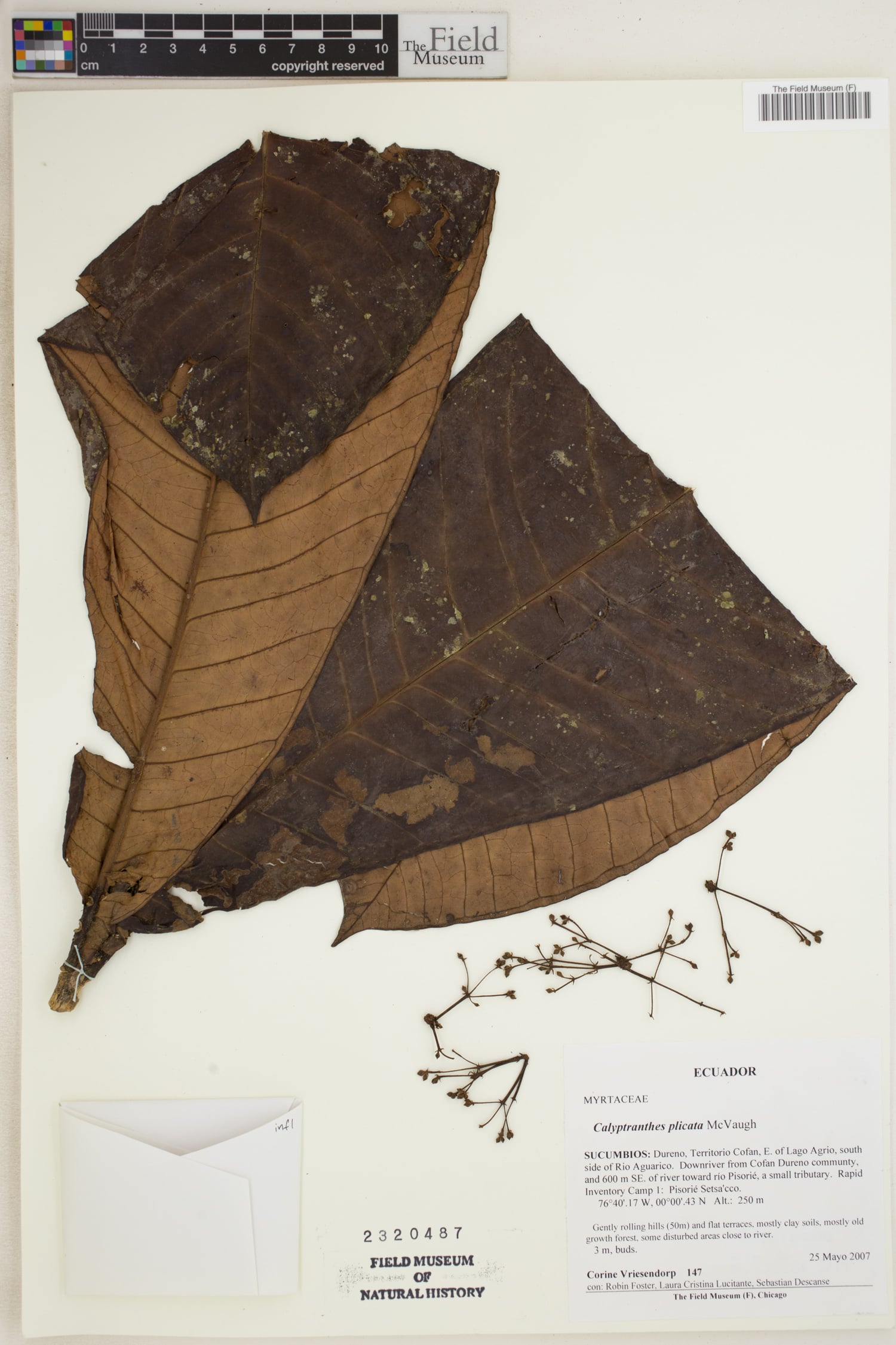 Myrcia plicata