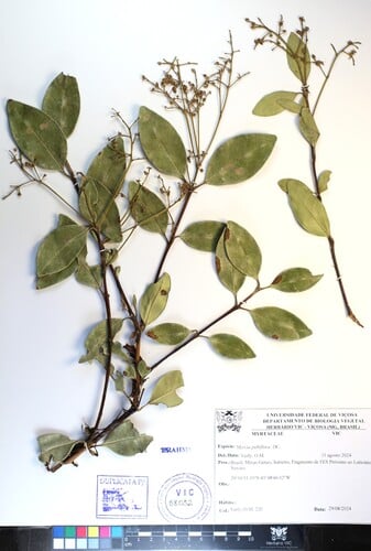 Myrcia pubiflora (Cambui-mu) — photo