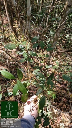 Myrcia pubiflora