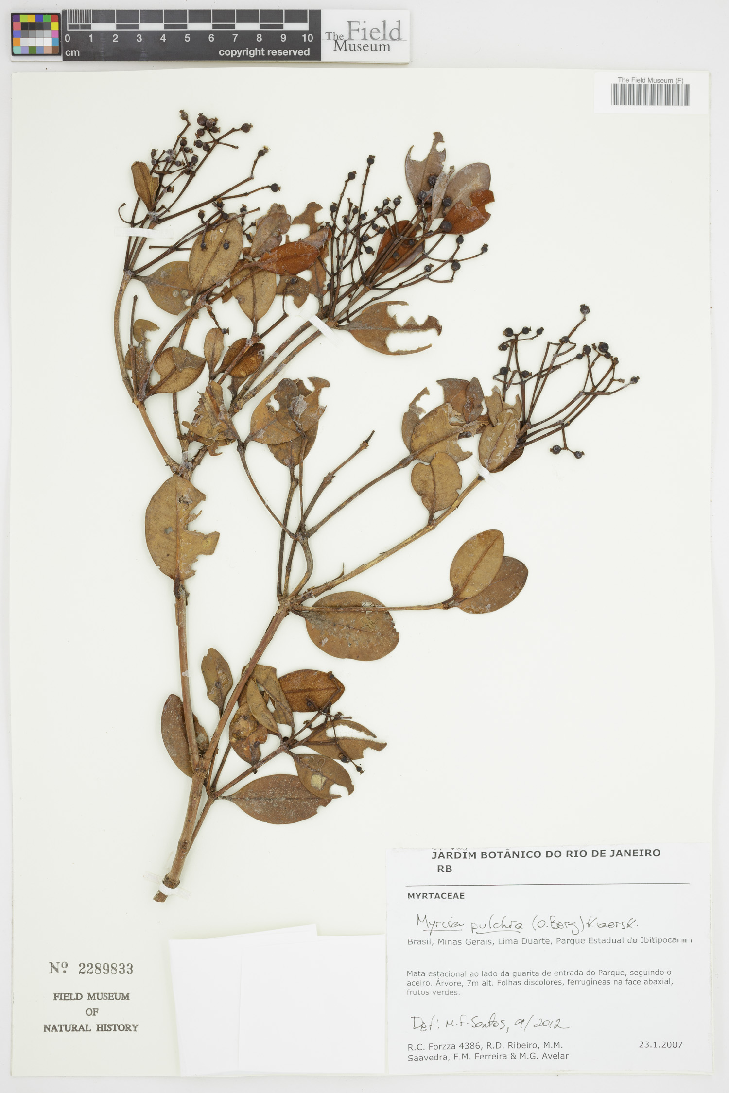 Myrcia pulchra