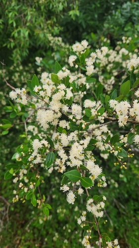 Myrcia selloi (Cambui) — photo