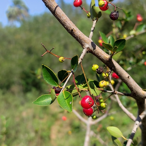 Myrcia selloi (Cambui) — photo