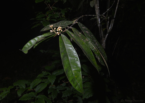 Myrcia spectabilis (Guapixava) — photo