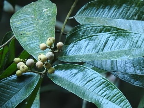 Myrcia spectabilis
