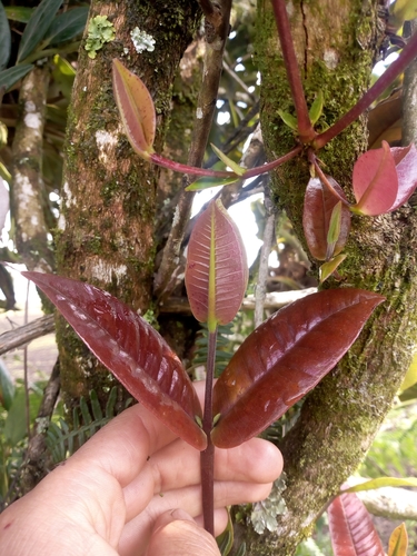 Myrcia subsessilis (Subsessile myrcia) — photo