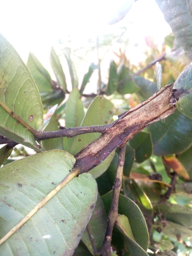 Myrcia subsessilis (Subsessile myrcia) — photo