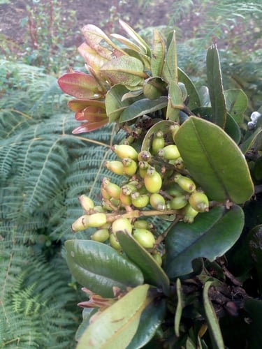 Myrcia subsessilis