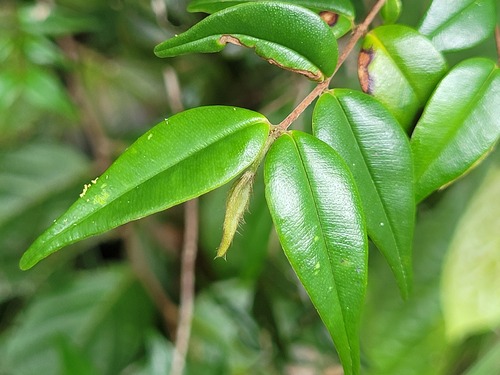 Myrcia sylvatica (Christmas tree) — photo