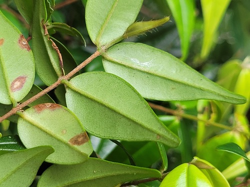 Myrcia sylvatica (Christmas tree) — photo