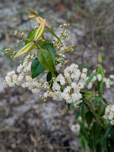 Myrcia sylvatica