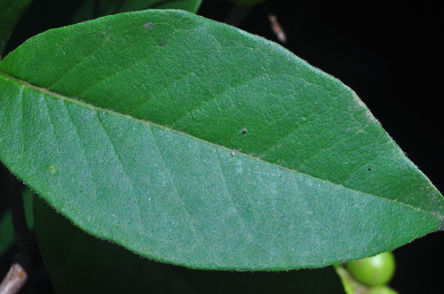 Myrcia tomentosa — photo