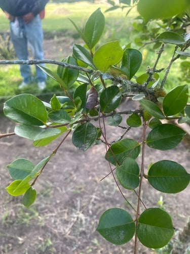 Myrcianthes hallii (Hall myrcianthes) — photo