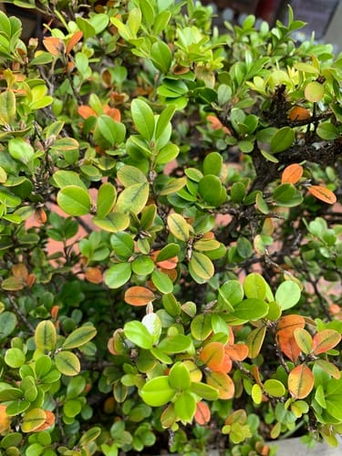 Myrcianthes leucoxyla — photo