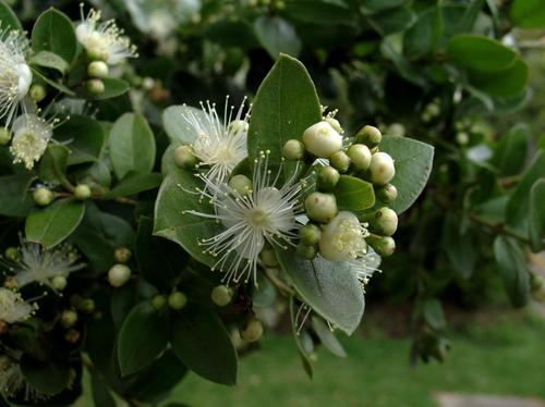 Myrcianthes leucoxyla