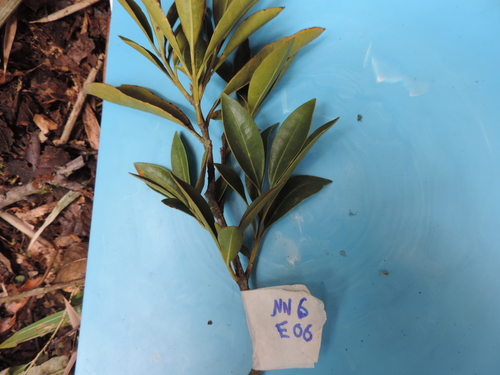Myrcianthes orthostemon