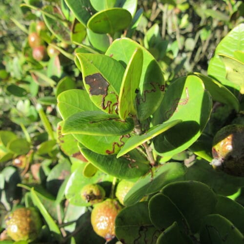 Myrcianthes rhopaloides (Mountain guava) — photo