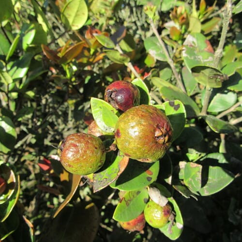 Myrcianthes rhopaloides (Mountain guava) — photo