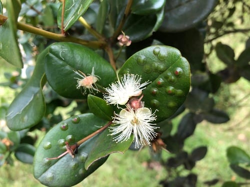 Myrcianthes rhopaloides