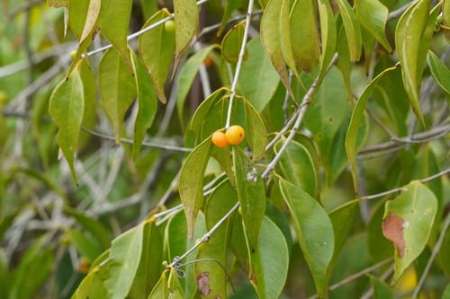 Myrciaria floribunda (Guava berry) — photo