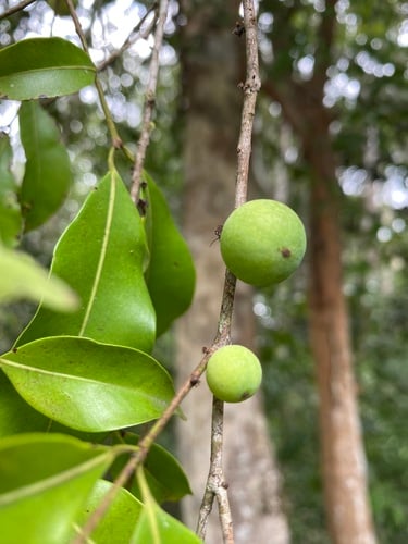 Myrciaria floribunda