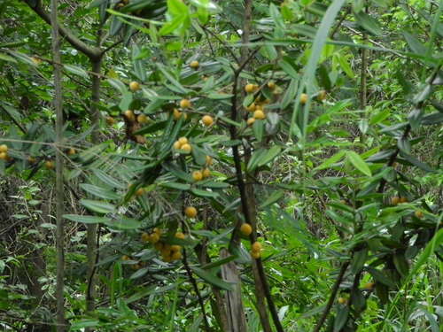 Myrciaria glazioviana (Cabeludinha) — photo