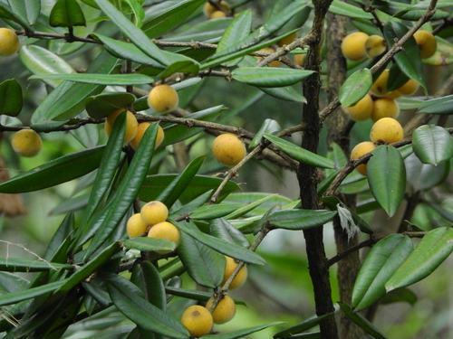 Myrciaria glazioviana