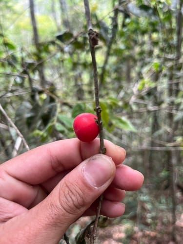 Myrciaria glomerata (Cabelluda) — photo