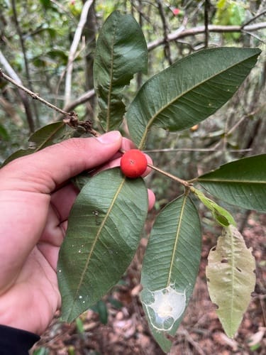 Myrciaria glomerata (Cabelluda) — photo