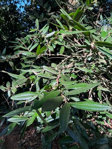 Myrciaria pilosa