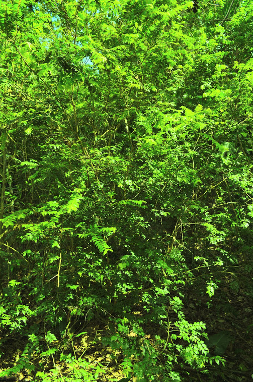 Myrciaria sp.
