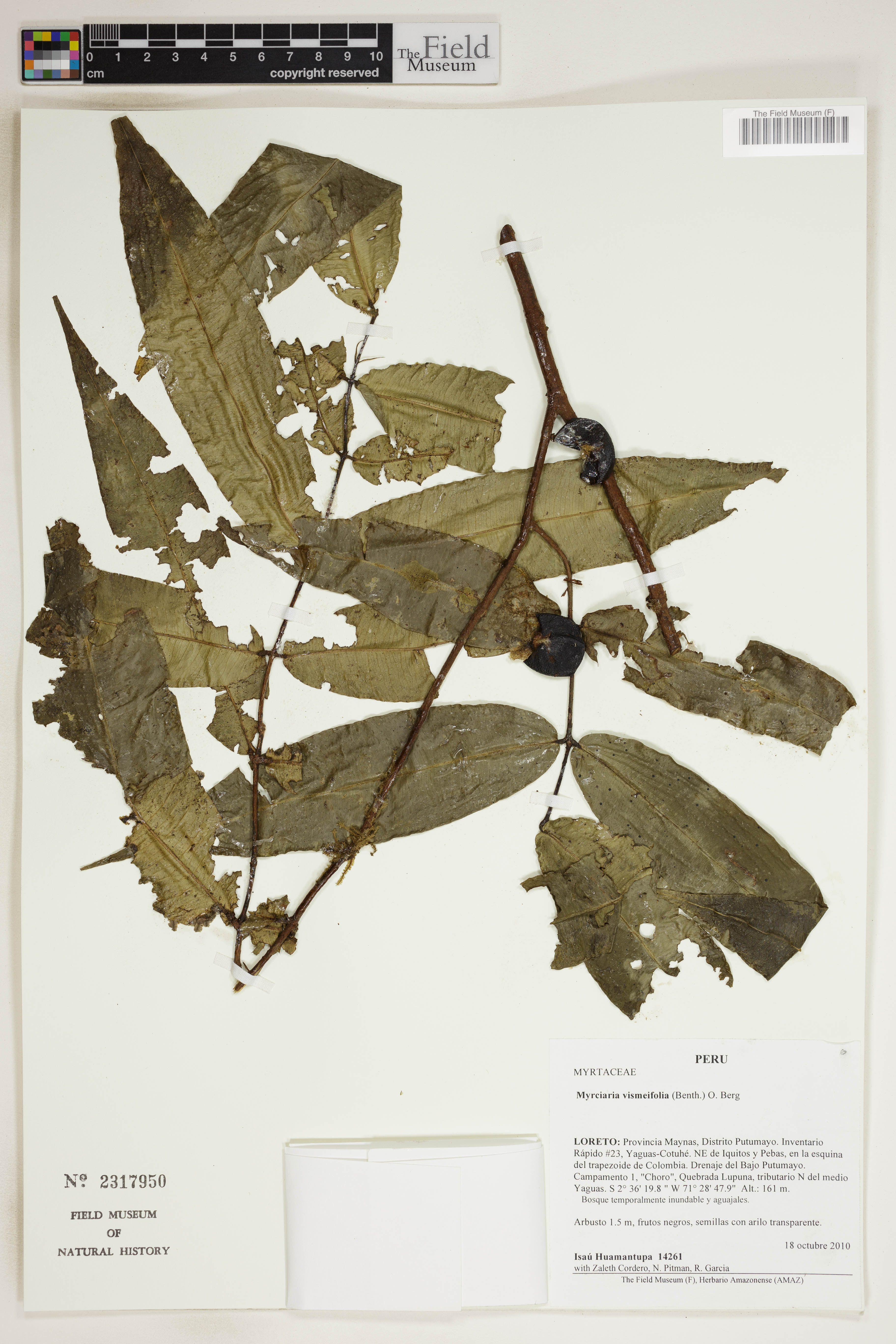 Myrciaria vismeifolia (Taparau) — photo