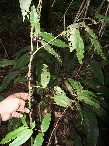 Myrciaria vismeifolia (Taparau) — photo