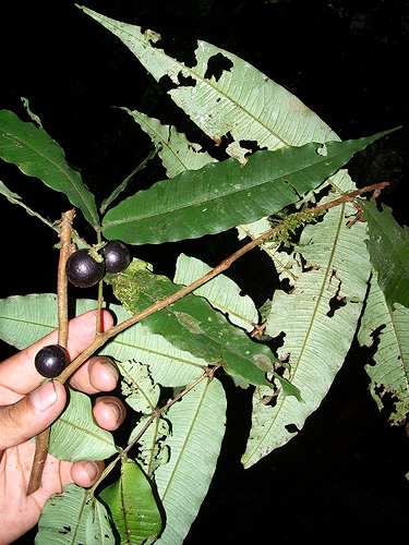 Myrciaria vismeifolia