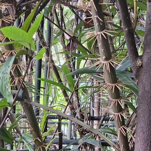 Myrialepis paradoxa (Rotan kertong) — photo