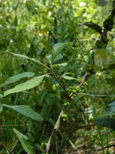 Myrica caroliniensis (Candleberry) — photo