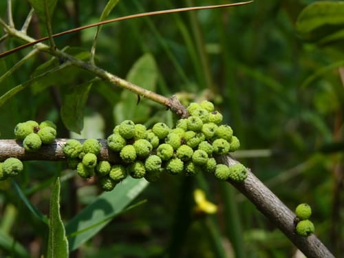 Myrica caroliniensis (Candleberry) — photo