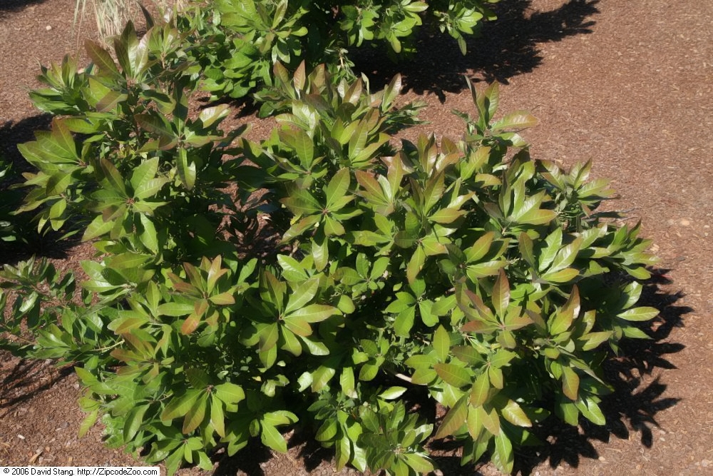 Myrica caroliniensis