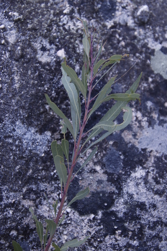 Myrica conifera — photo