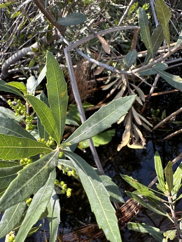 Myrica conifera — photo