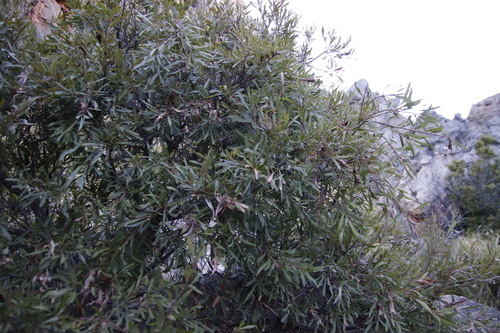 Myrica conifera