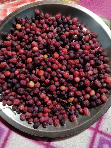 Myrica esculenta (Box myrtle) — photo