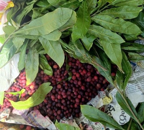 Myrica esculenta