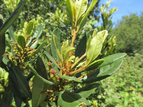 Myrica faya (Fire tree) — photo